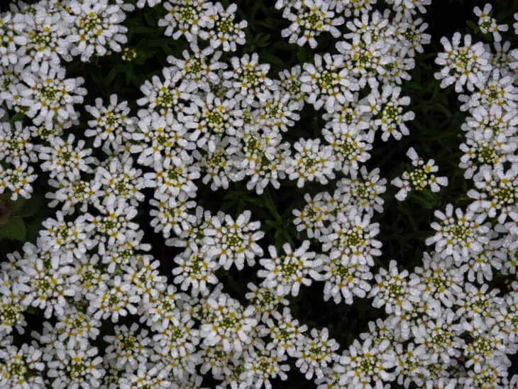 Iberis sempervirens