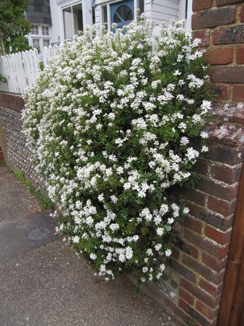 Iberis sempervirens