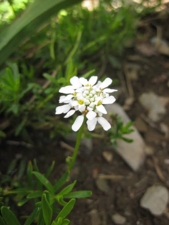 Iberis sempervirens