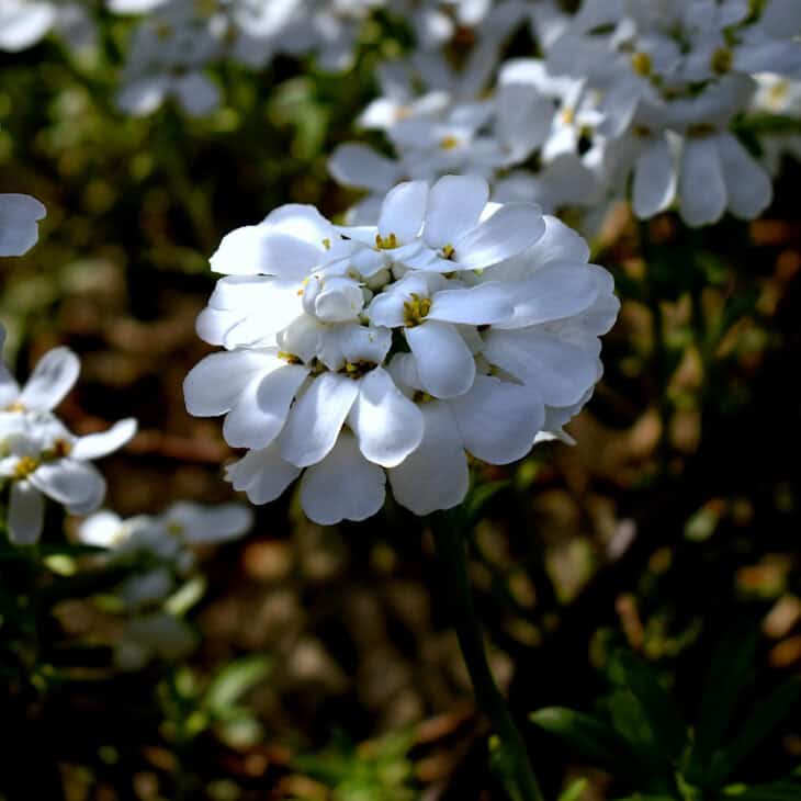 Iberis sempervirens