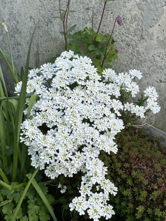 Iberis sempervirens