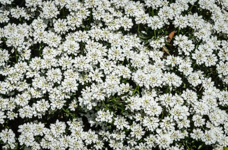 Iberis sempervirens