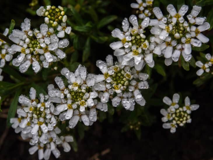 Iberis sempervirens