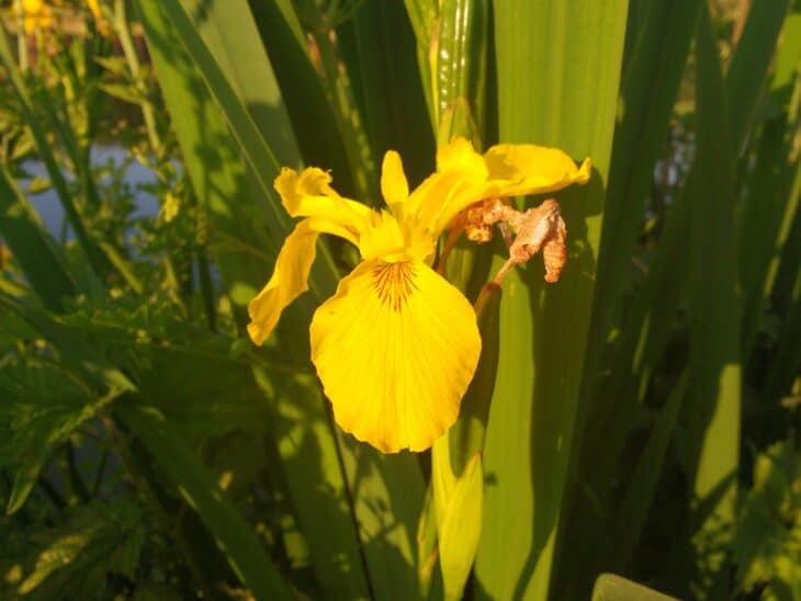 Iris pseudacorus