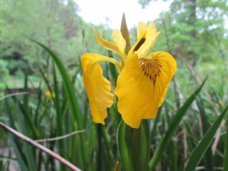 Iris pseudacorus