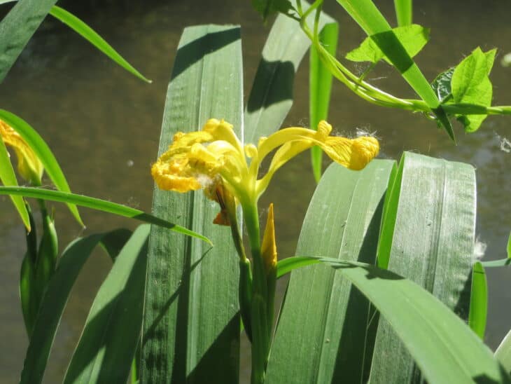 Iris pseudacorus