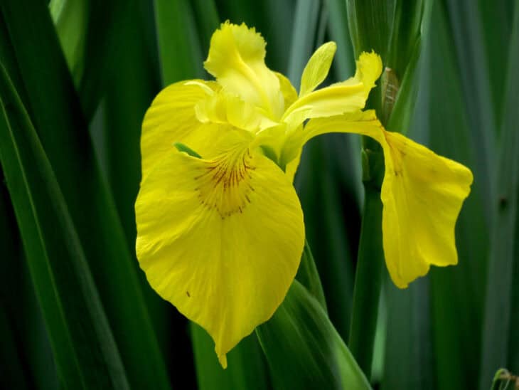 Iris pseudacorus