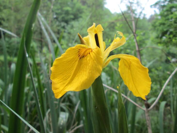 Iris pseudacorus