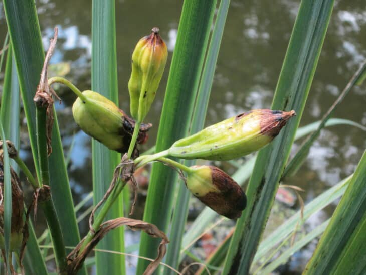 Iris pseudacorus