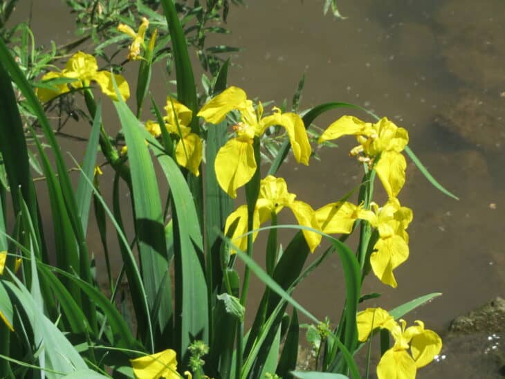 Iris pseudacorus