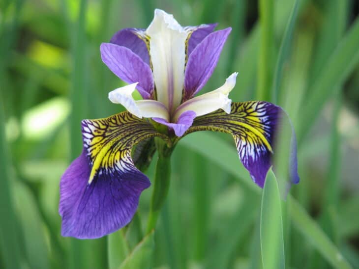 Iris pseudacorus