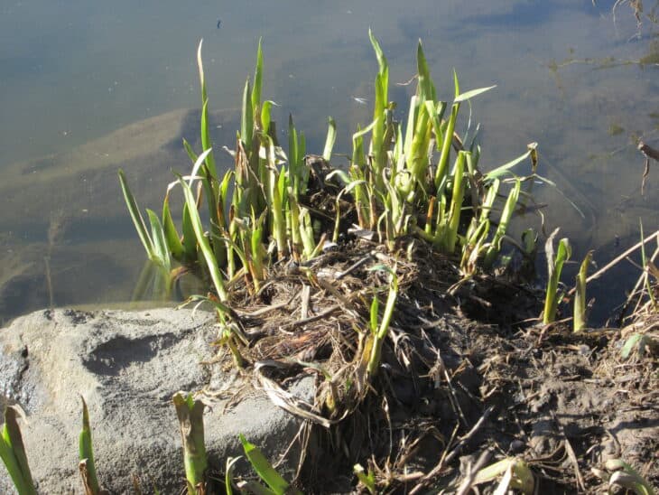 Iris pseudacorus