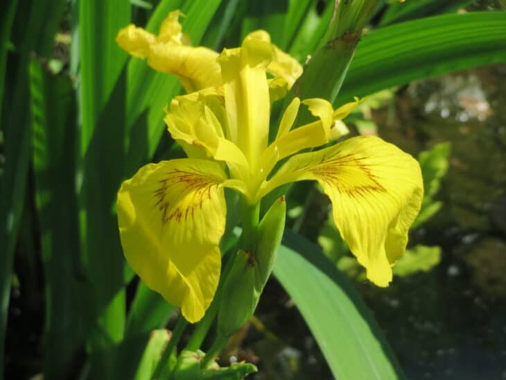 Iris pseudacorus