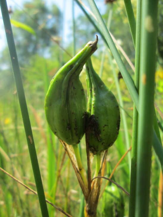 Iris pseudacorus