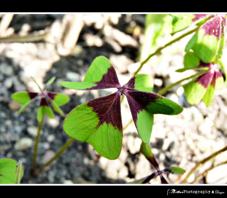 Iron Cross (Oxalis tetraphylla)