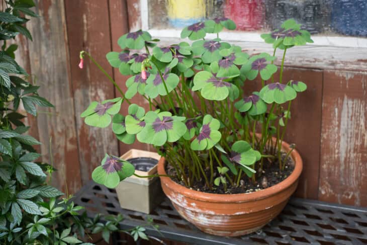 Iron Cross (Oxalis tetraphylla)