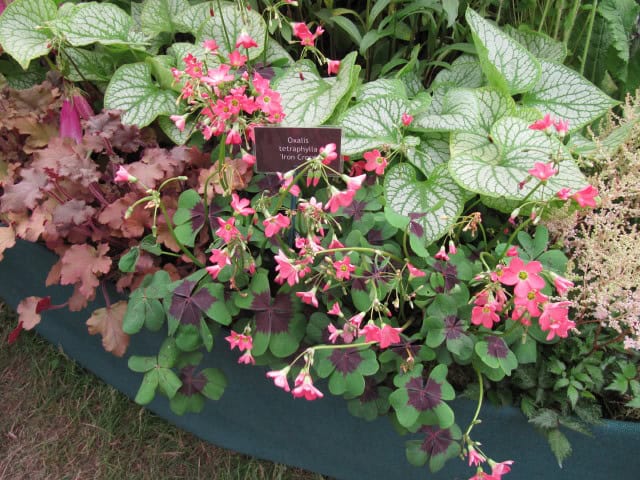 Iron Cross (Oxalis tetraphylla)