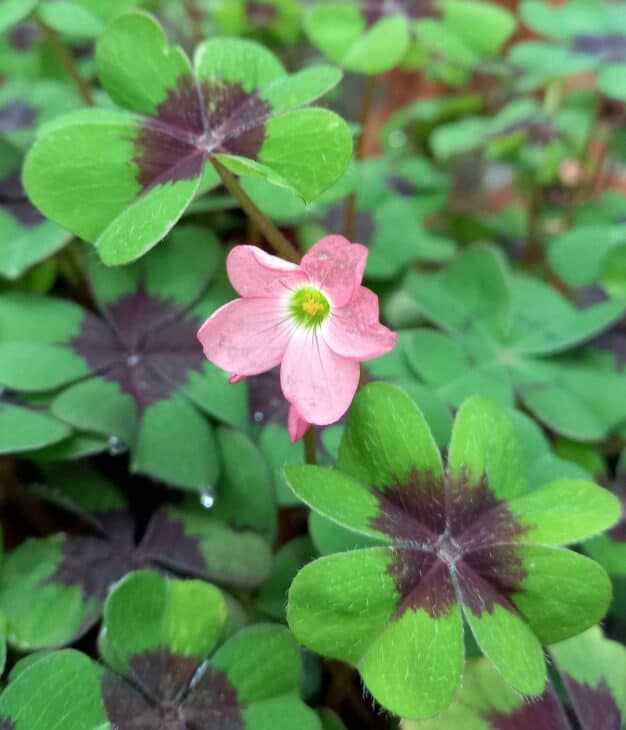 Iron Cross (Oxalis tetraphylla)