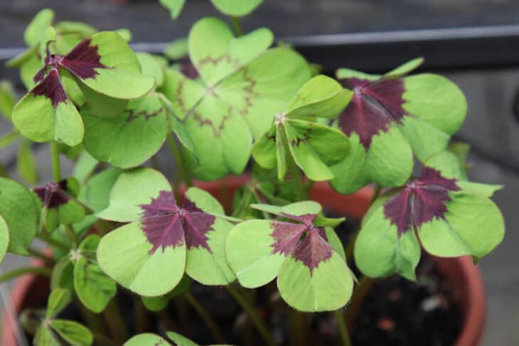 Iron Cross (Oxalis tetraphylla)