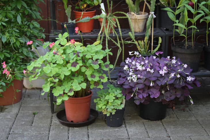 Iron Cross (Oxalis tetraphylla)