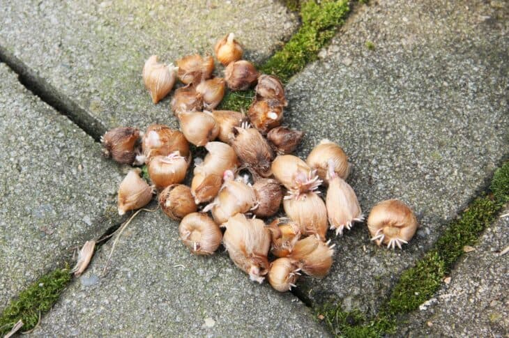 Iron Cross (Oxalis tetraphylla)