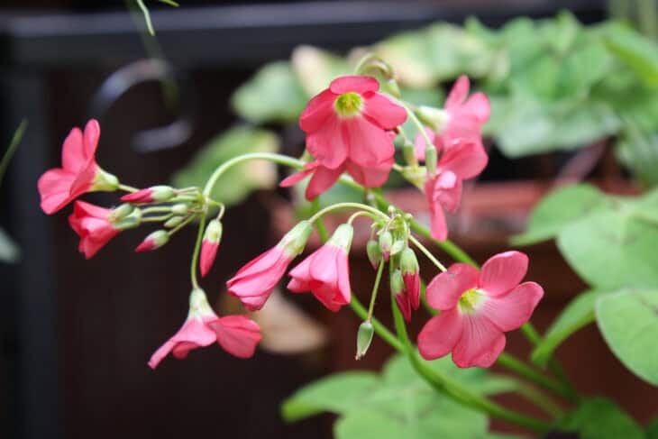 Iron Cross (Oxalis tetraphylla)
