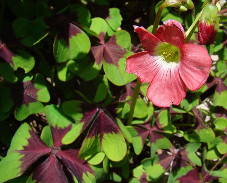Iron Cross (Oxalis tetraphylla)