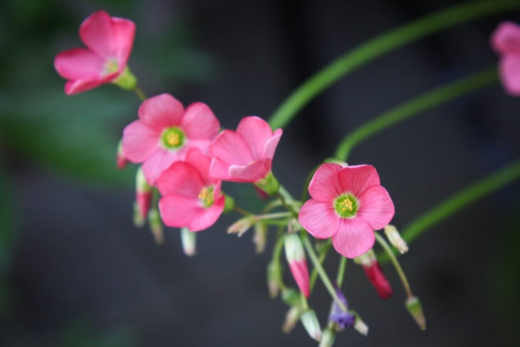 Iron Cross (Oxalis tetraphylla)