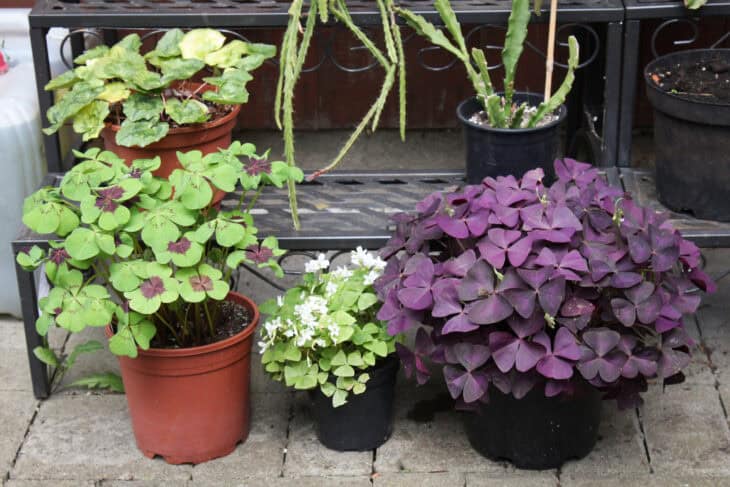 Iron Cross (Oxalis tetraphylla)