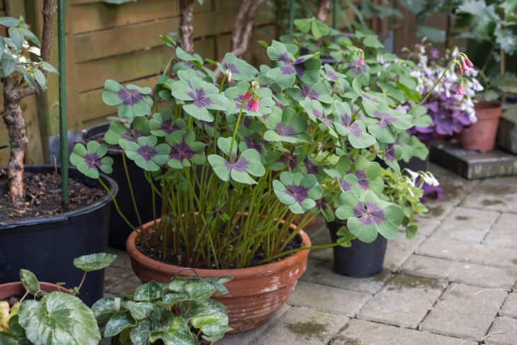 Iron Cross (Oxalis tetraphylla)