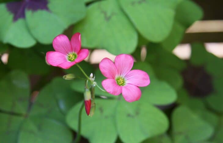 Iron Cross (Oxalis tetraphylla)