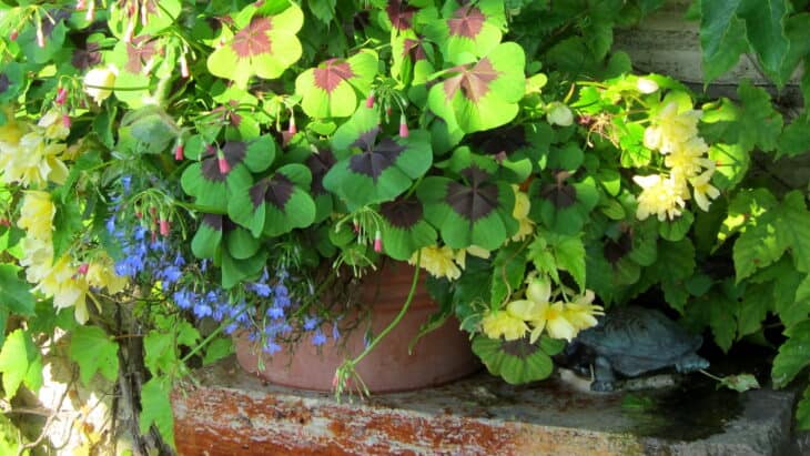 Iron Cross (Oxalis tetraphylla)