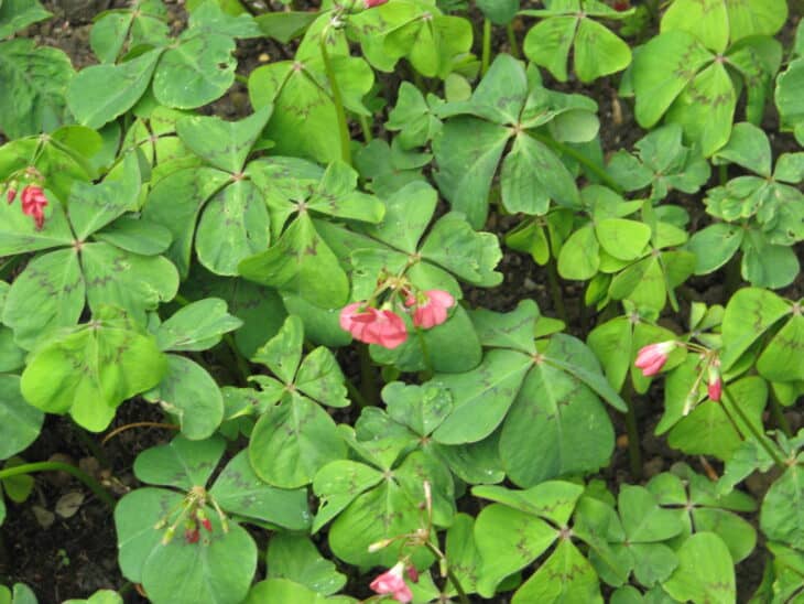 Iron Cross (Oxalis tetraphylla)