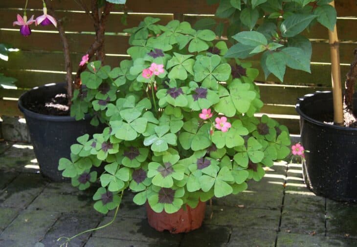 Iron Cross (Oxalis tetraphylla)