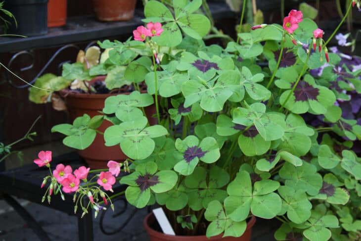 Iron Cross (Oxalis tetraphylla)