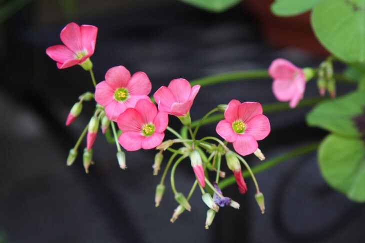 Iron Cross (Oxalis tetraphylla)