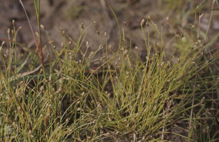 Isolepis cernua