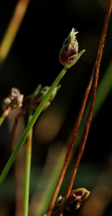 Isolepis cernua