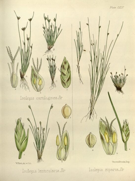 Isolepis cernua