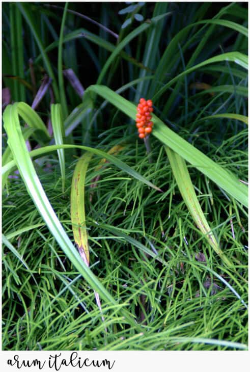 Italian Arum (Arum italicum)