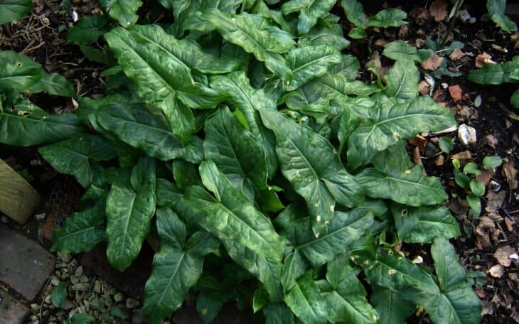 Italian Arum (Arum italicum)