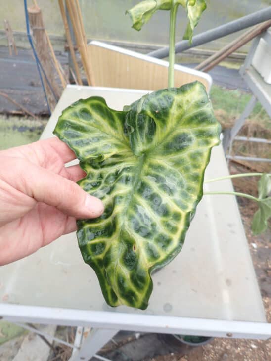 Italian Arum (Arum italicum)