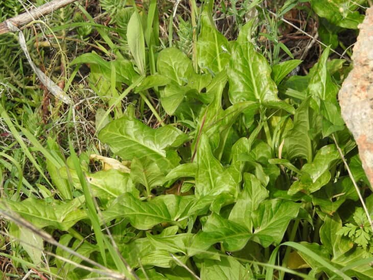 Italian Arum (Arum italicum)