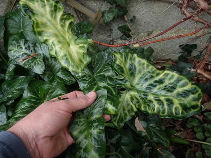Italian Arum (Arum italicum)