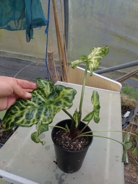 Italian Arum (Arum italicum)