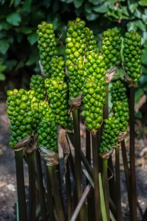 Italian Arum (Arum italicum)