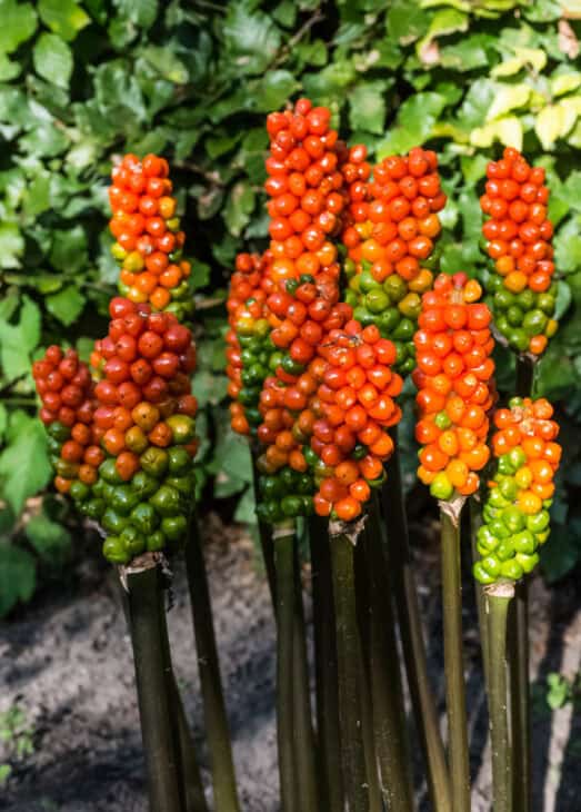 Italian Arum (Arum italicum)