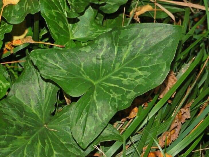 Italian Arum (Arum italicum)