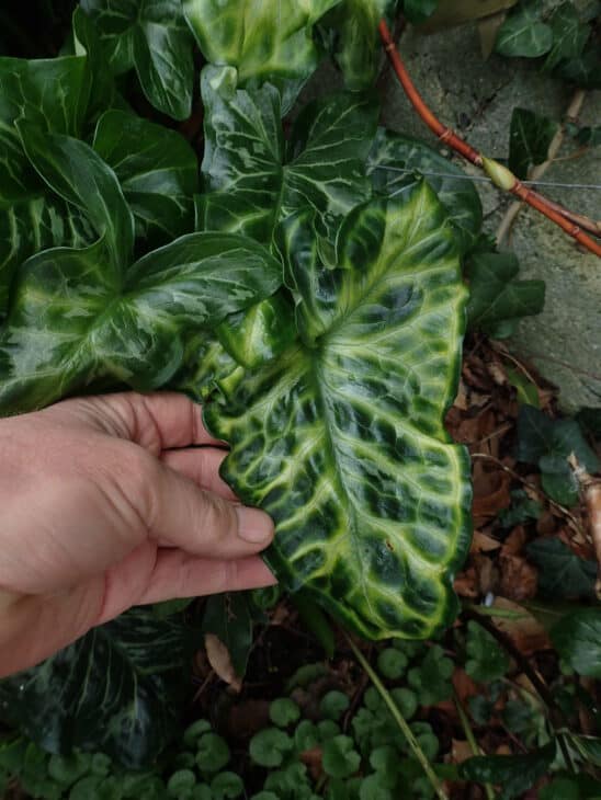 Italian Arum (Arum italicum)
