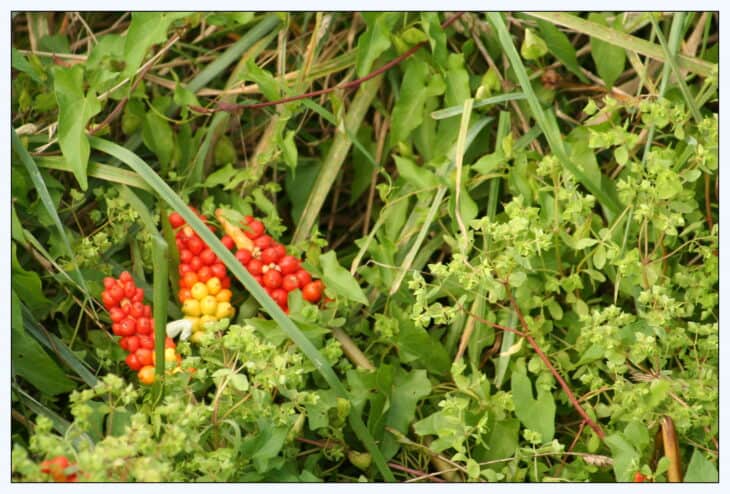 Italian Arum (Arum italicum)